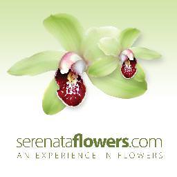 serenata flowers
