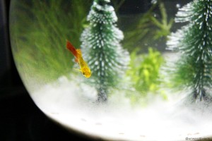 Tetra Cascade Globe Review - Fish Christmas Scene 3